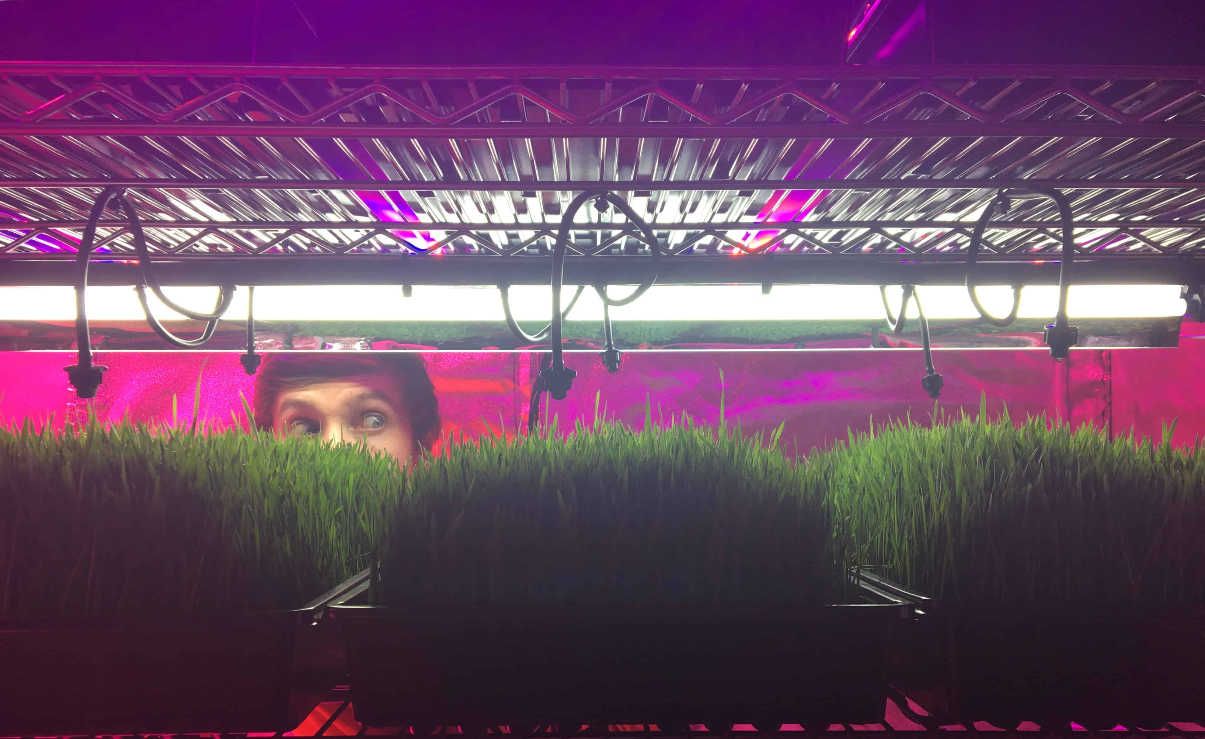 How To Grow Wheatgrass