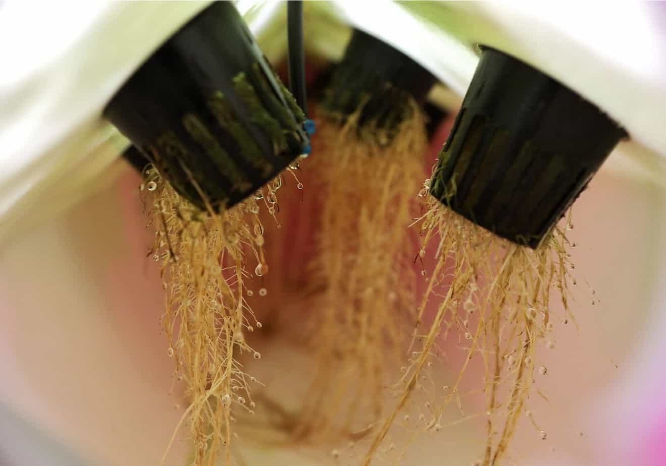 Aeroponics Misting Root System