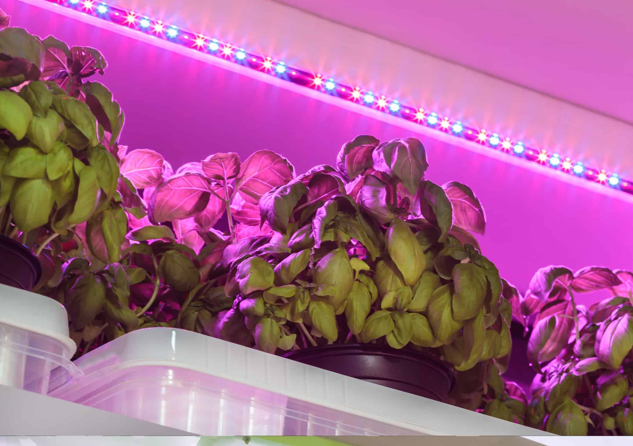 Vertical Farming Basil