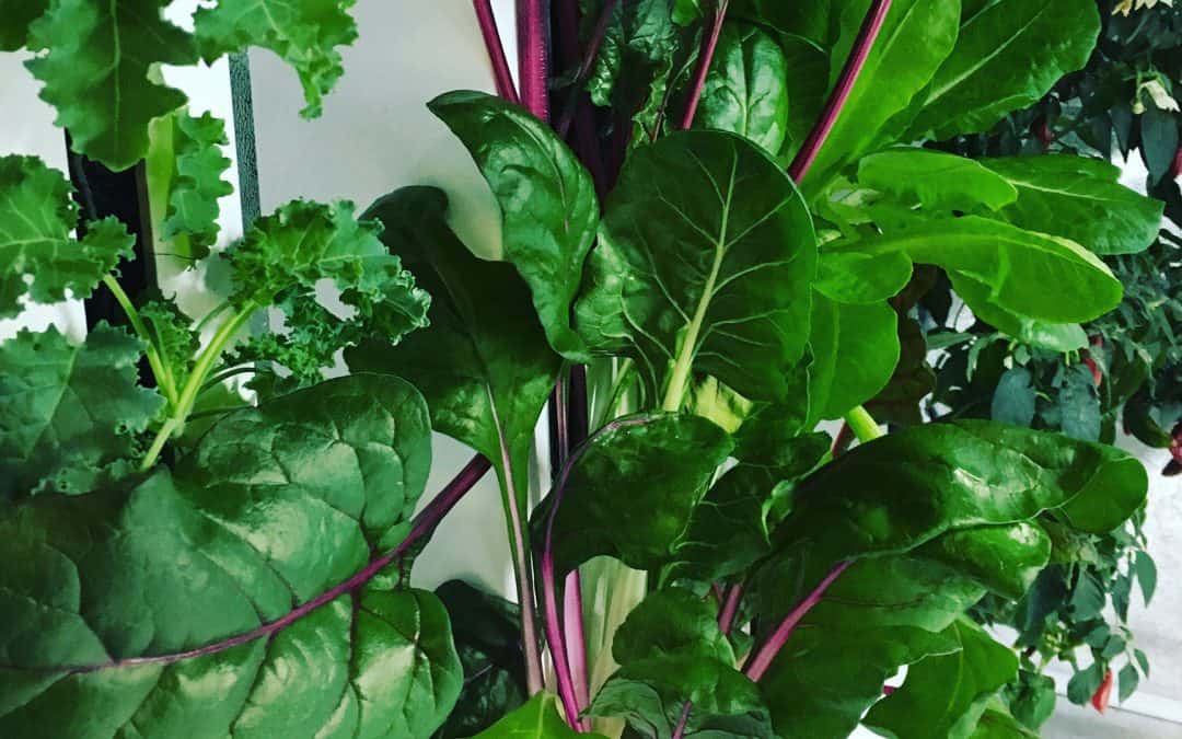 Starting An Indoor Hydroponic Vegetable Garden | A Complete Beginners Guide