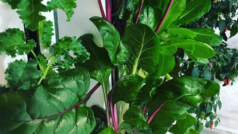 Indoor Hydroponic Vegetable Garden Reddit - Are tabletop hydroponic systems worth it?